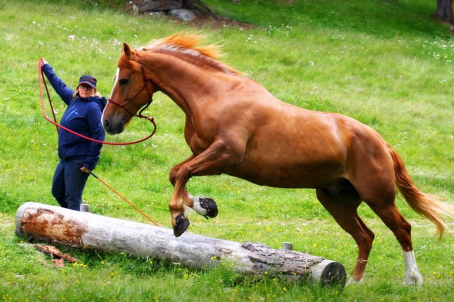Pferd beim Training mit Swiss Horse Boots